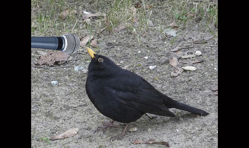 Morgenvogel