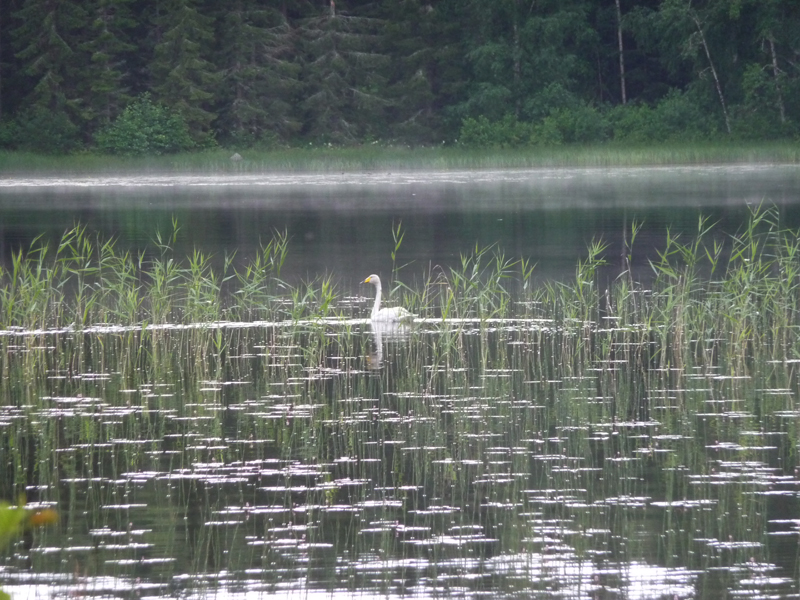 sing schwan