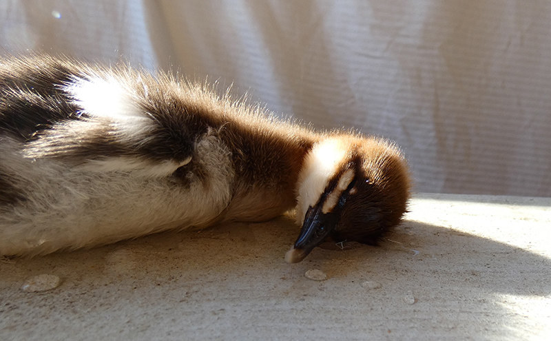 morgenvogel