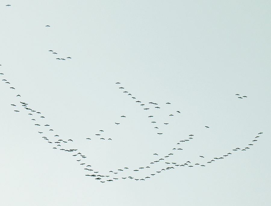morgenvogel