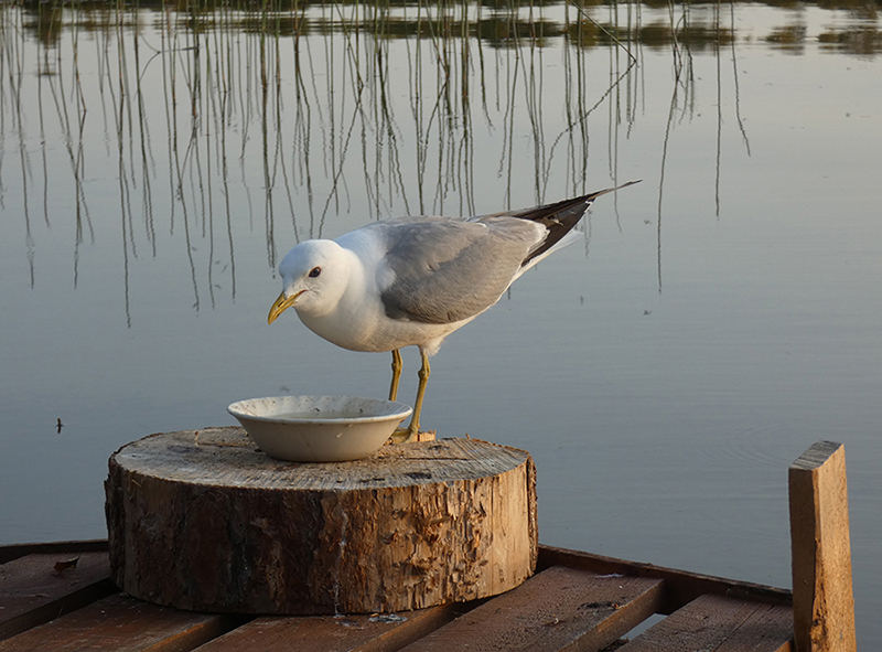 Morgenvogel