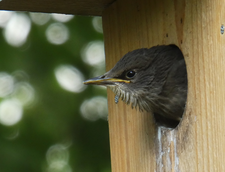 morgenvogel