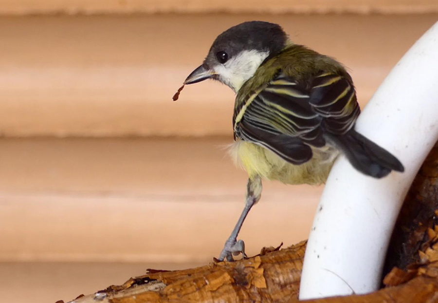 morgenvogel